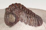 Red Austerops Trilobite - Hmar Laghdad, Morocco #204164-1